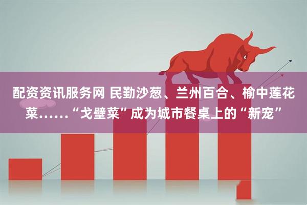 配资资讯服务网 民勤沙葱、兰州百合、榆中莲花菜……“戈壁菜”成为城市餐桌上的“新宠”